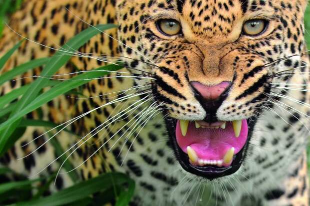Леопарды — в снимках Сергей Горшкова