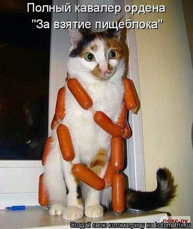 Лучшие котоматрицы недели (50 фото)