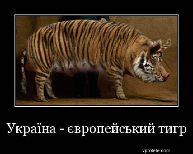 tigr-ua