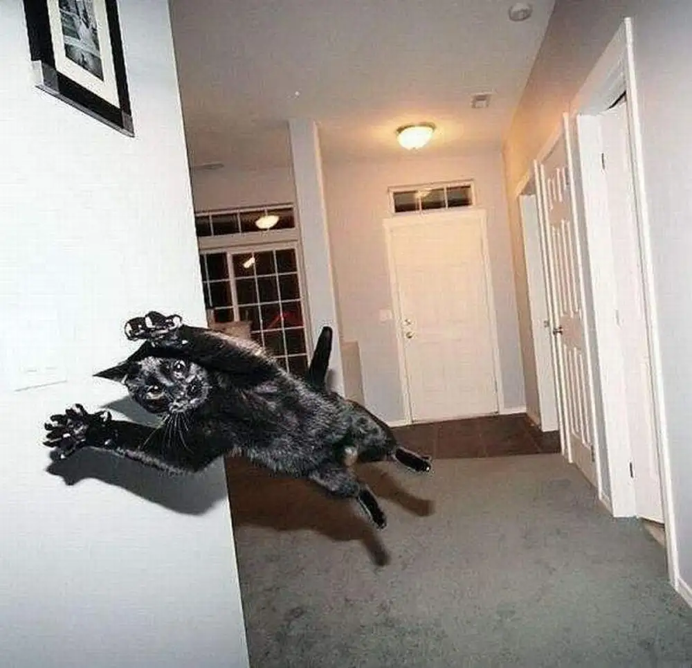 Нападение кошки. Кот в квартире. Кот бегает по стенам. Кошка прыгает. Летающие коты.