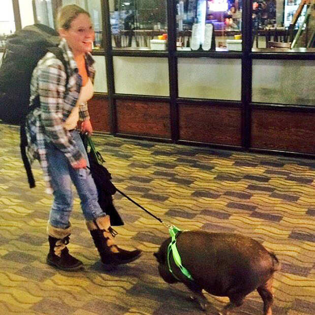 Emotional Support Pig Kicked Off US Airways Flight After Stinking Up Cabin
