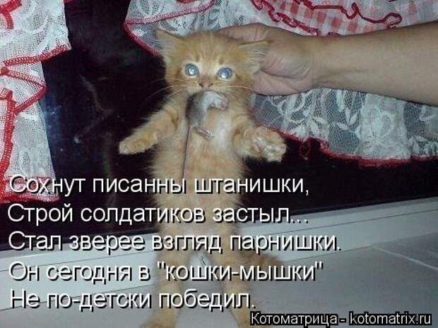 Новая котоматрица (36 фото)
