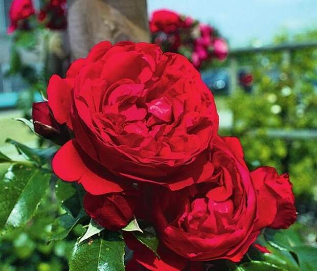 Плетистая роза сорт Florentina