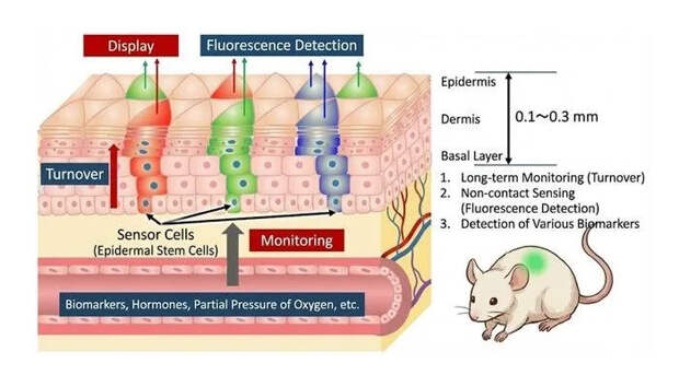 Разработан живой сенсорный дисплей, имплантируемый в кожу для долгосрочного мониторинга биомаркеров