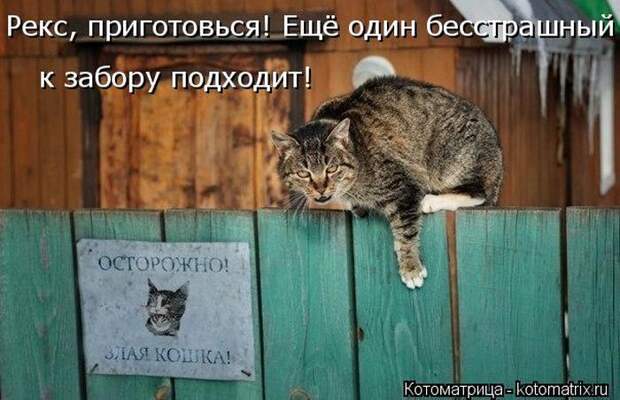 Забавные котоматрицы