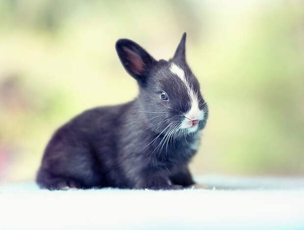 Как растет зайчишка животные, заяц, интересно
