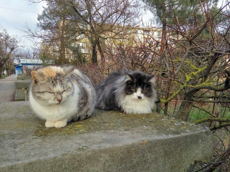 Очень колоритные уличные коты бездомные, город, кот, кошка, улица, уличные кошки, эстетика