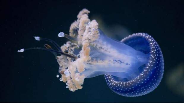 К берегу Анапы прибило множество медуз