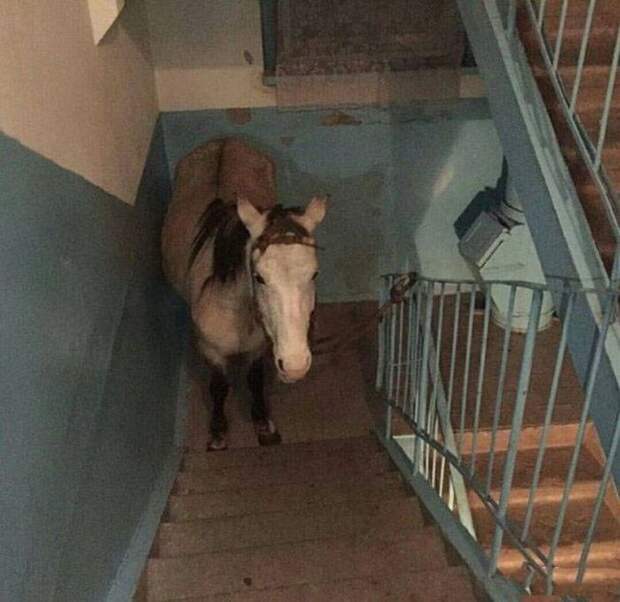 Фото, которые возможно было сделать только в России. Часть 68 (39 фото)