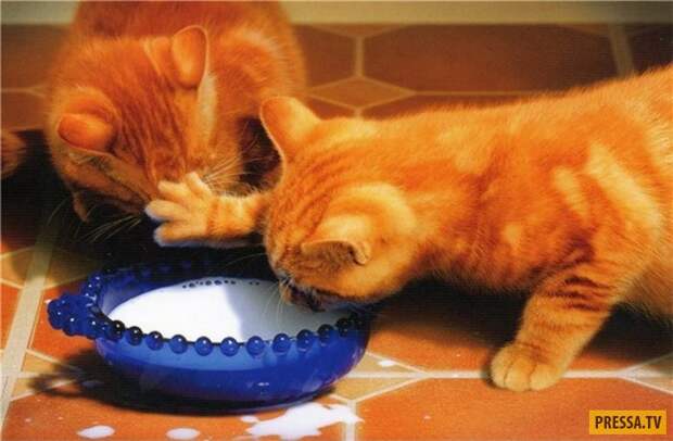 Прикольные фотографии - Субботний выпуск (53 фото)