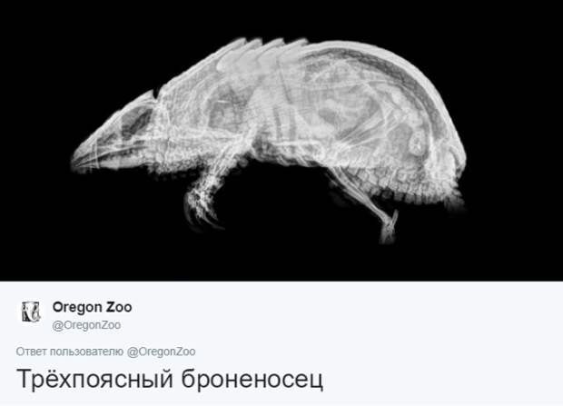 Интересные рентгеновские снимки различных животных
