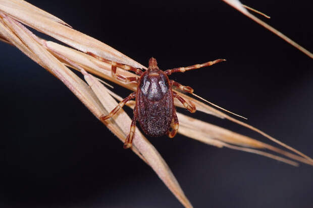 Попова: россиянам не нужны особенные прививки для спасения от клещей-мутантов