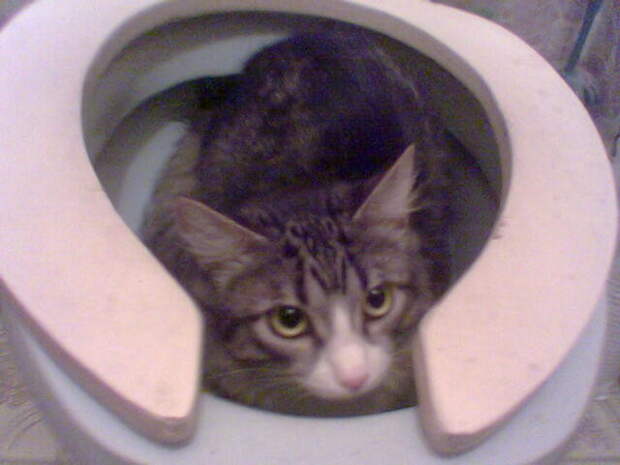 7. животные, коты, юмор