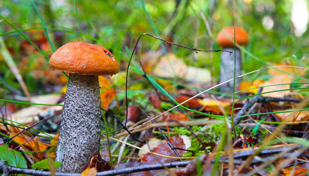 Число червивых грибов в лесах Подмосковья может вырасти из‑за влажной погоды