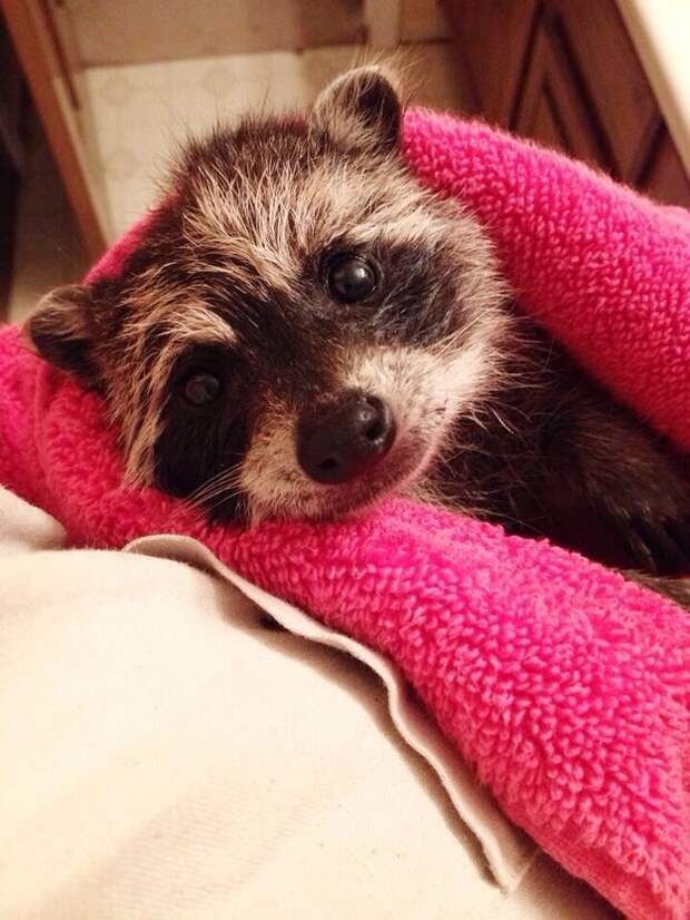This baby raccoon who just had her first bath time.