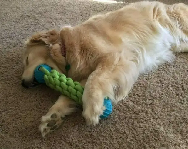 Непредсказуемые любимые игрушки домашних питомцев