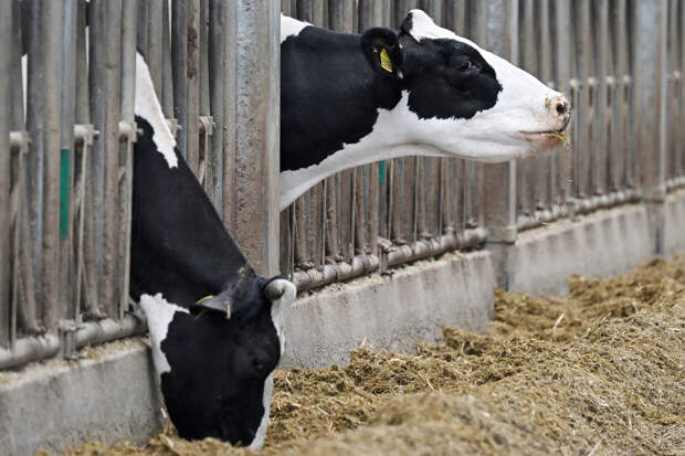 В Новосибирске рассказали о выплате 15 миллионов рублей за забой скота