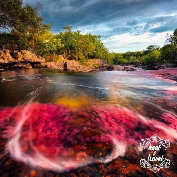 В Колумбии «расцвела» река пяти цветов в мире, колумбия, природа, река, удивительно, феномен, фото, цвета