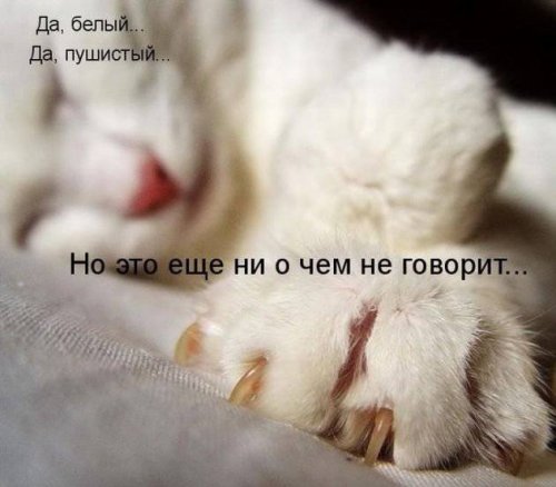 Прикольная котоматрица (22 шт)