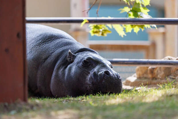 Daily Mail: в индийском зоопарке бегемот растерзал ветеринара во время осмотра