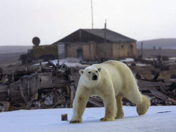 Коллекция лучших фотографий от National Geographic (ноябрь 2012)