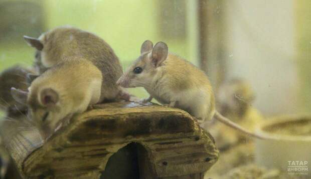 Табиблар Татарстанда тычкан бизгәге һәм талпаннар турында: «Авыручылар артырга мөмкин»