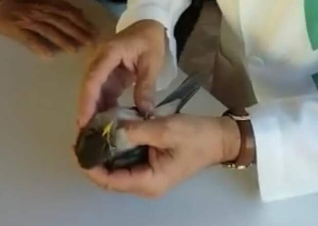 Бразильский врач сделал маленькой птичке искусственное дыхание и вернул ее к жизни