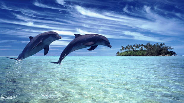 3) У дельфина в два раза больше извилин в коре головного мозга чем у человека. животные, интересные факты о животных, факты
