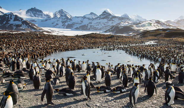 Пингвины в Антарктиде