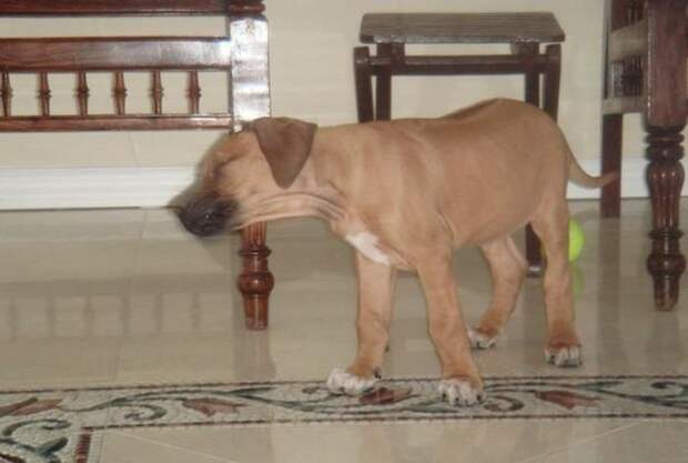 zhivotnye-chihayuschie-kartinki-koshki-sobaki-smeshnye-zhivotnye-kote