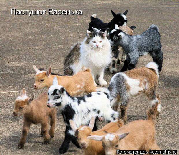 Лучшие котоматрицы недели (50 фото)