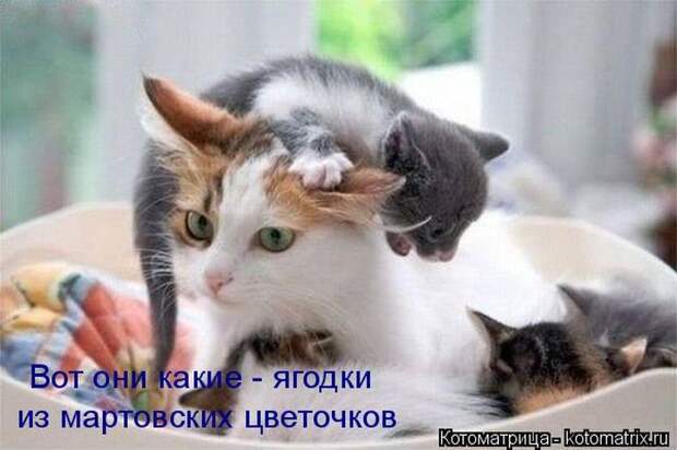 Лучшие котоматрицы недели (50 фото)