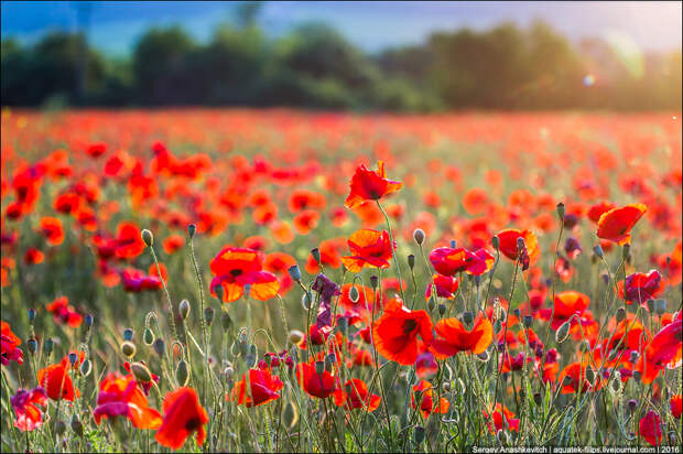 Crimean poppies / Крымские маки