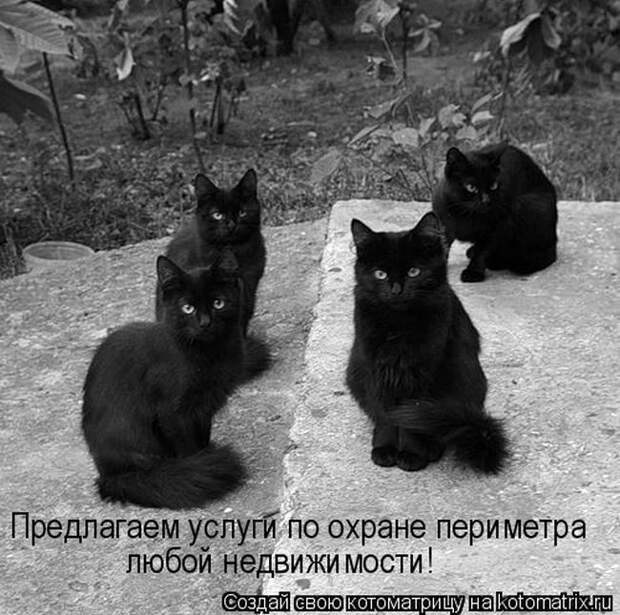 Лучшие котоматрицы недели
