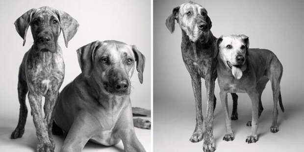 Как взрослеют собаки: 12 трогательных фотографий