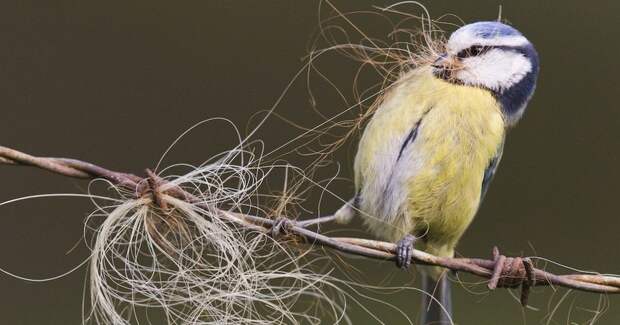 Главные победители Wildlife Photographer of the Year