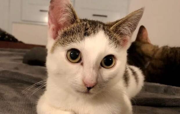Милая кошечка Котик