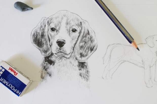 Как нарисовать собаку — 5 бесплатных уроков