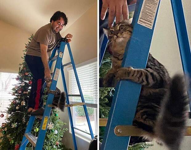 Забавные снимки котов, чье поведение не поддаётся объяснению
