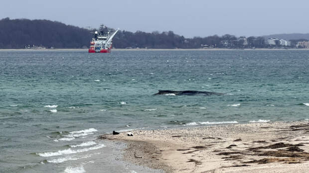 Шансов все меньше: почему не получается спасти севшего на мель кита на Балтике