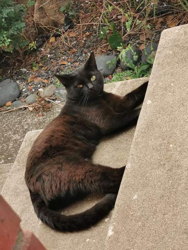чёрный кот