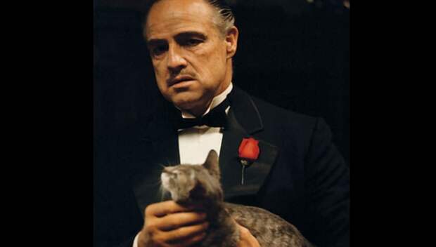 Удивительная история кошки Дона Корлеоне из «Крёстного отца»