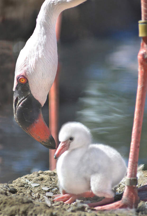 Кто-нибудь когда-нибудь видел детеныша фламинго? детеныш, животные, милота, познавательно, птицы, удивительно, фламинго