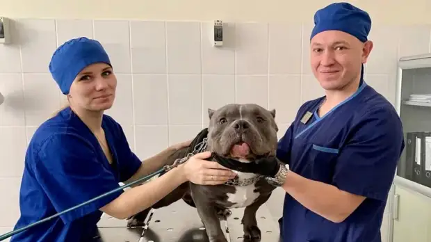 В Подмосковье рассказали о работе государственных ветклиник в нерабочие дни