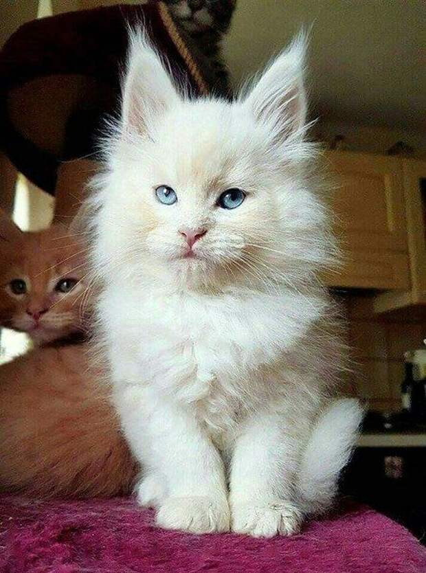 Кошачья жизнь #cat #cats | Мейн кун, Милые котики, Милые детеныши ...