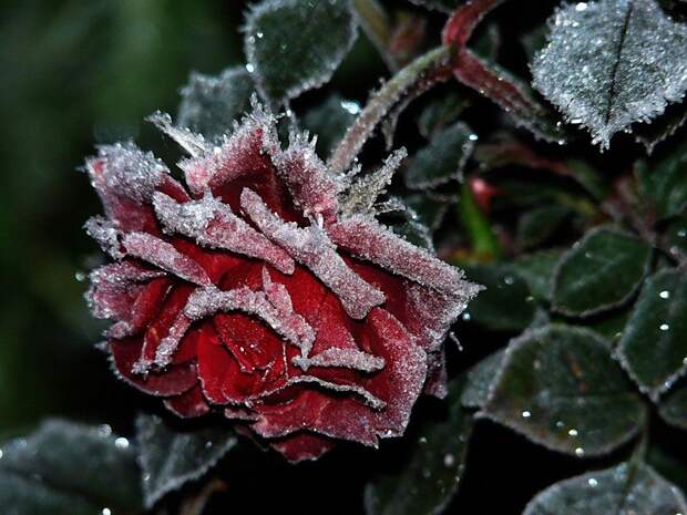 hoarfrost02 Утренний иней