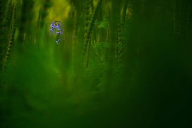 Блог - Главные победители Wildlife Photographer of the Year Главные победители Wildlife Photographer of the Year