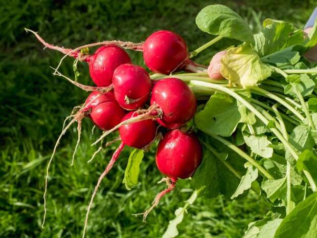 Red radishes in the garden in spring in the greenhouse