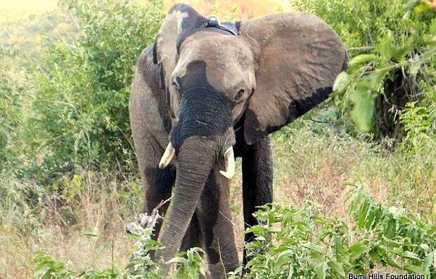 Раненый браконьерами слон обратился к людям за помощью