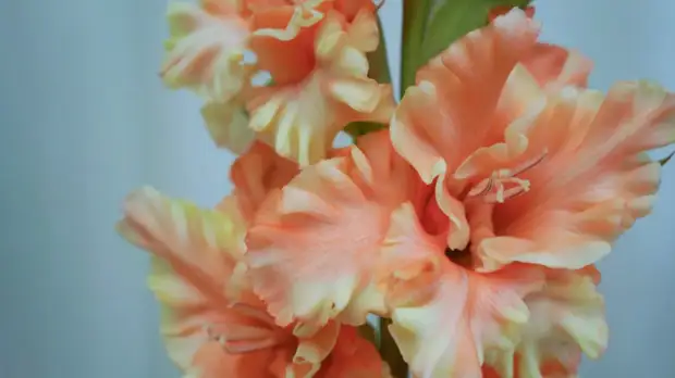 В «Аптекарском огороде» пройдёт выставка гладиолусов